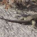 Image of Shining Tree Iguana