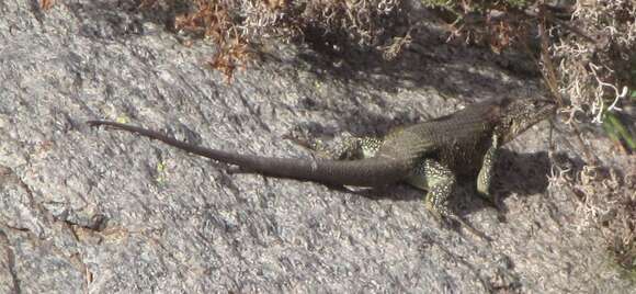 Image of Shining Tree Iguana