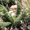 Image of Asparagus oliveri (Oberm.) Fellingham & N. L. Mey.