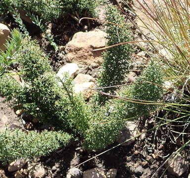 Image of Asparagus oliveri (Oberm.) Fellingham & N. L. Mey.