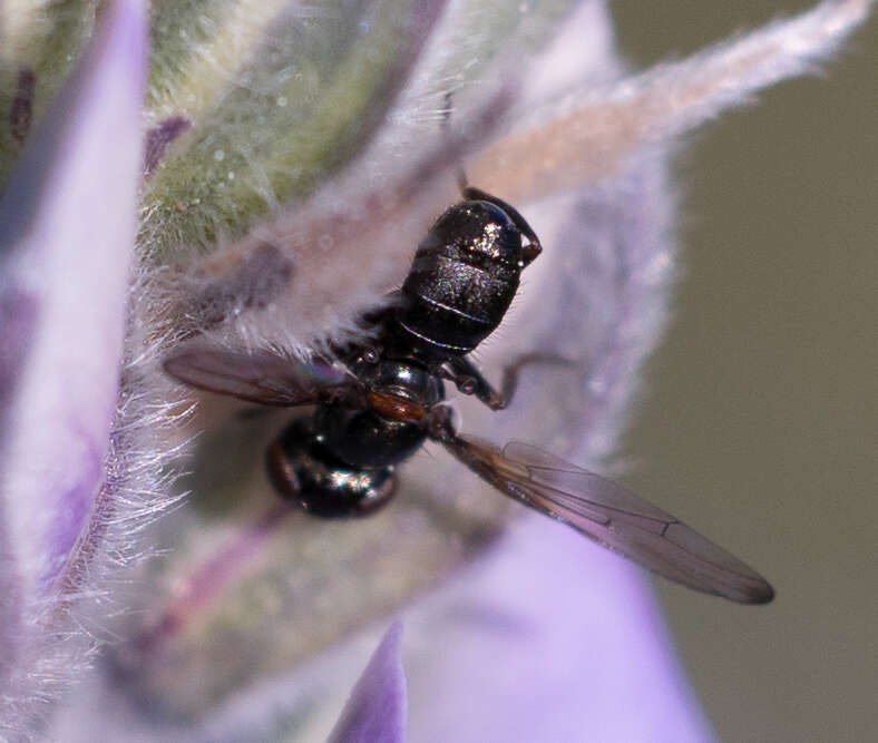 Curranops apicalis (Cole & Lovett 1921)的圖片