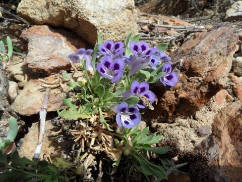 Image of Aptosimum indivisum Burch.