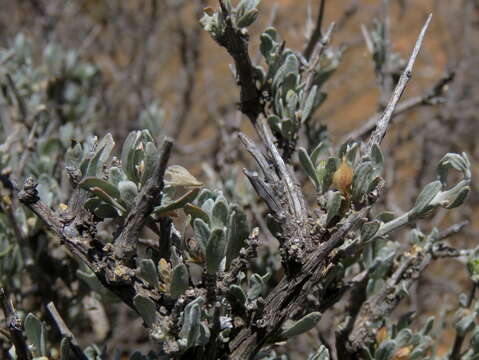 Image of Justicia incana (Nees) T. Anders.