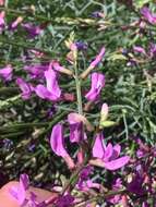 Plancia ëd Astragalus coltonii M. E. Jones