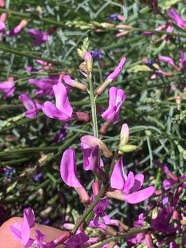 صورة Astragalus coltonii M. E. Jones