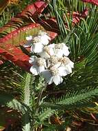 Sivun Achillea alpina subsp. camtschatica (Heimerl) Kitam. kuva