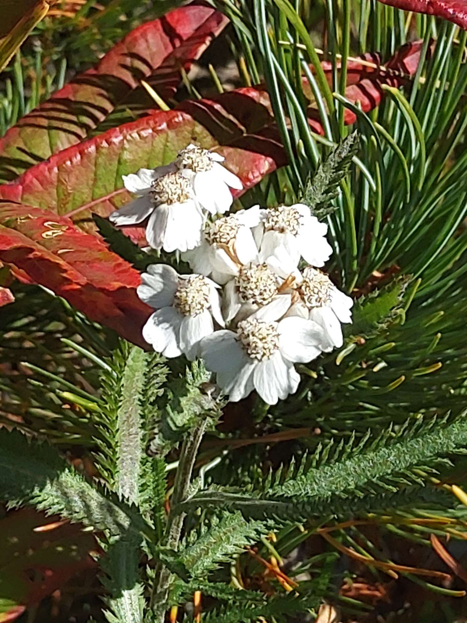 Image of Achillea alpina subsp. camtschatica (Heimerl) Kitam.