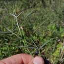 Слика од Indigofera psoraloides (L.) L.