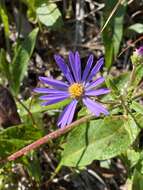 Image of eastern showy aster