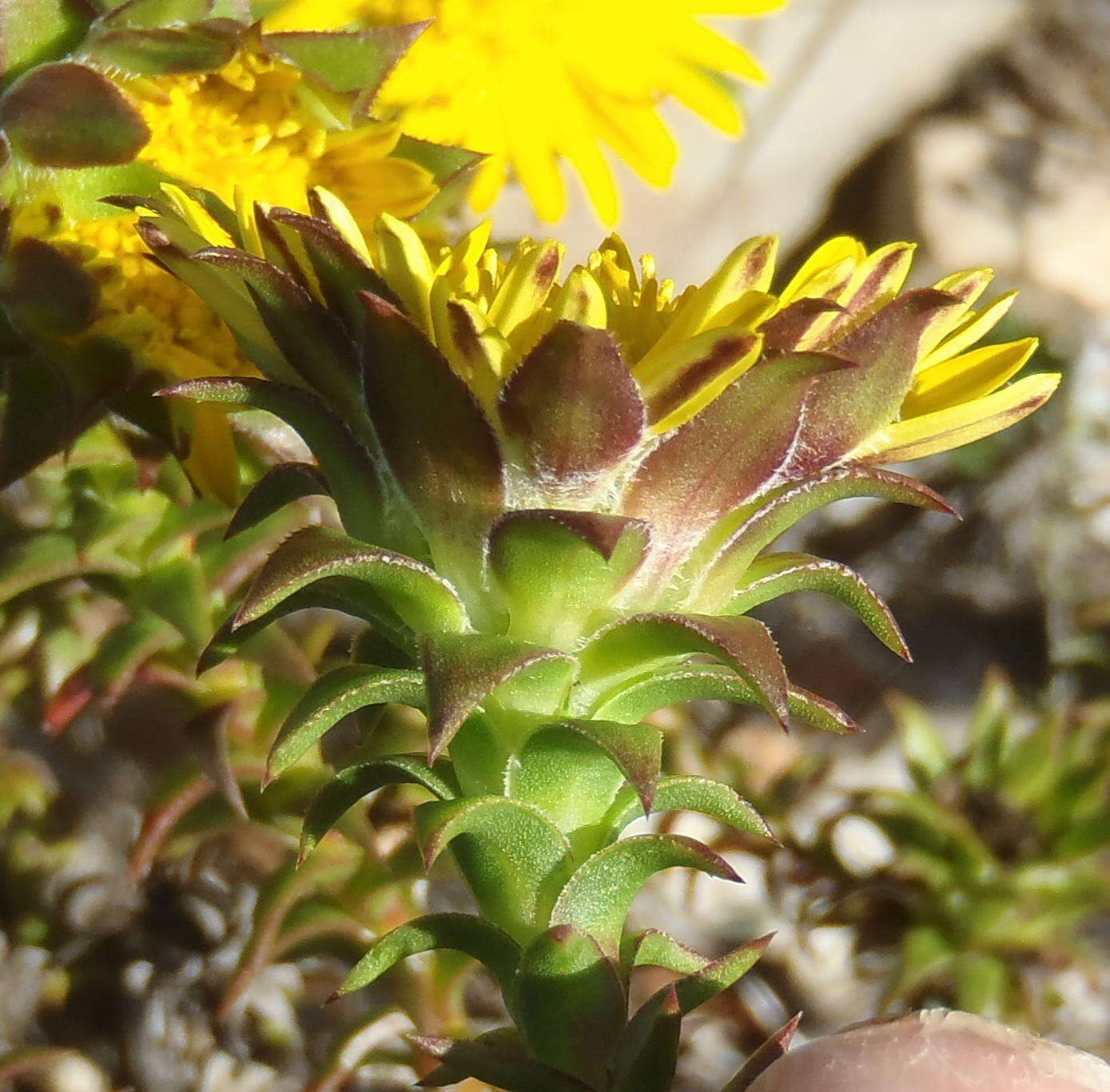 Image of Oedera imbricata Lam.