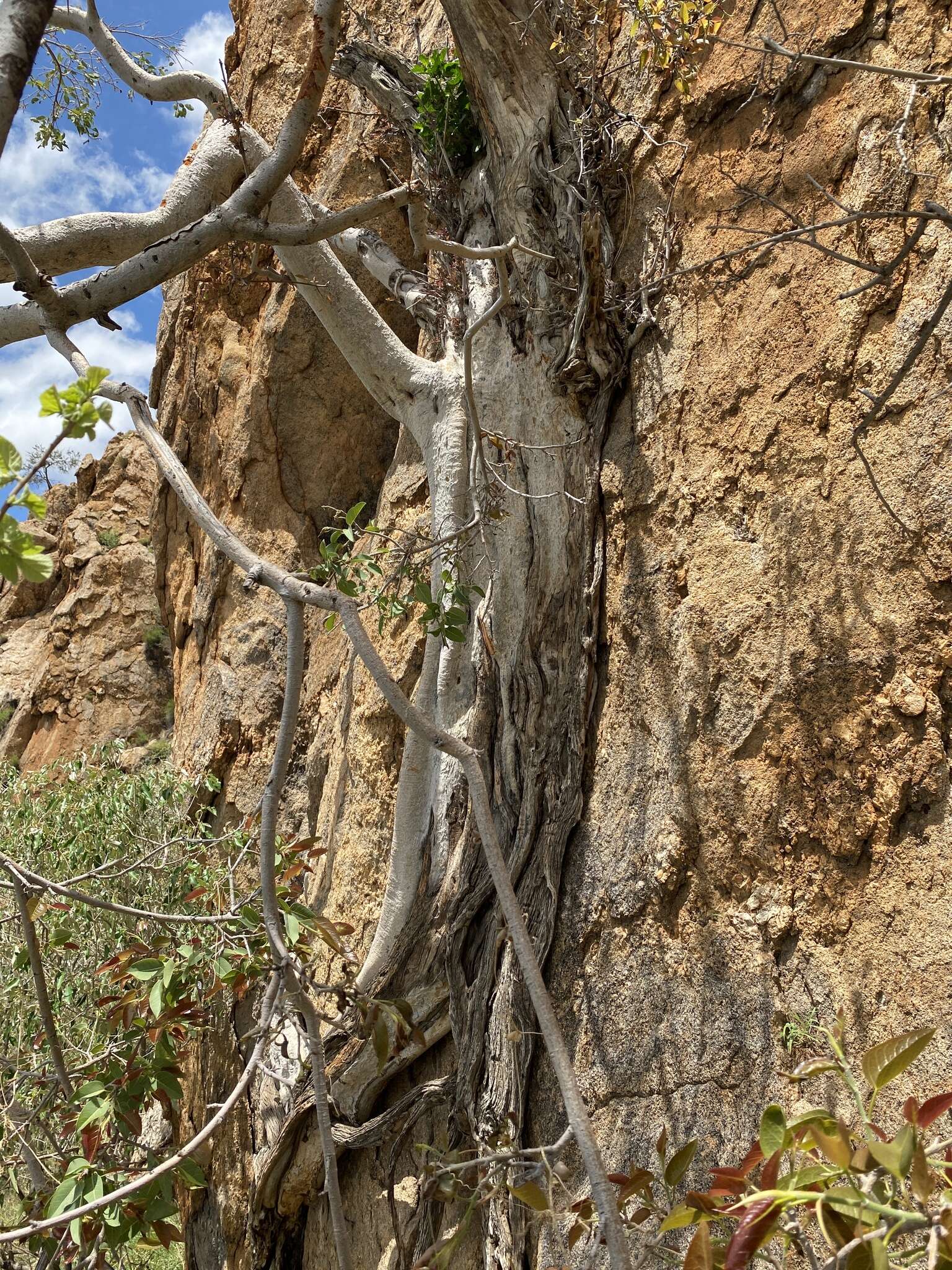 Image of Ficus cordata Thunb.