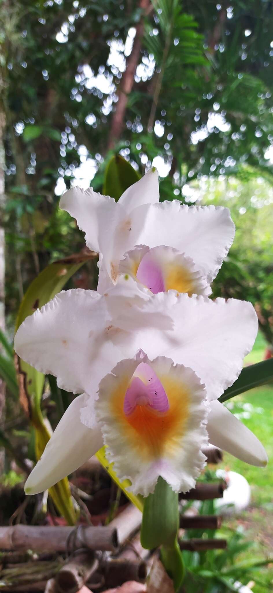 Imagem de Cattleya quadricolor B. S. Williams