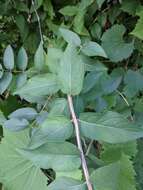 Image of Honeysuckle witches' broom aphid