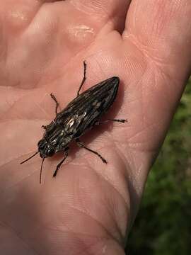 Chalcophora virginiensis (Drury 1770)的图像