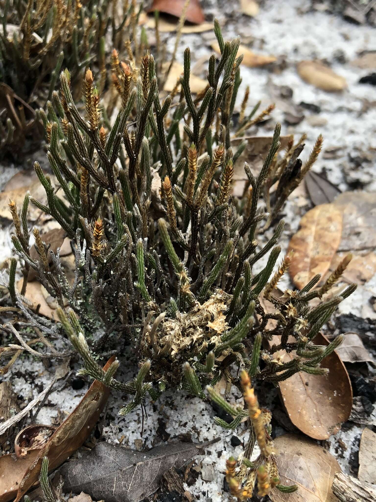 Image de Selaginella arenicola Underw.