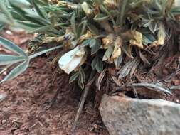 Image of plains milkvetch