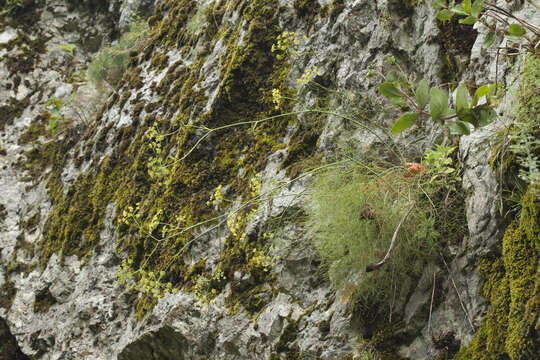 Image of Peucedanum longifolium Waldst. & Kit.