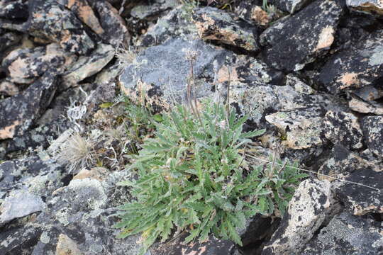 صورة Phacelia mollis Macbr.