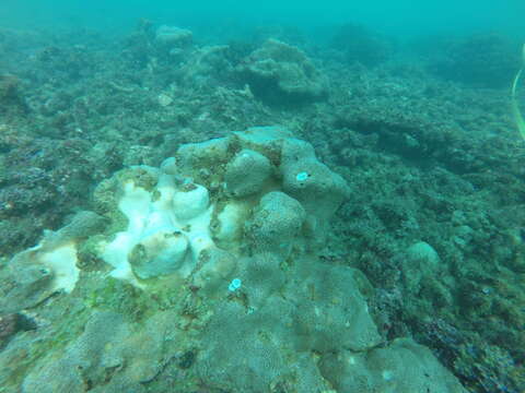 Image of leaf coral