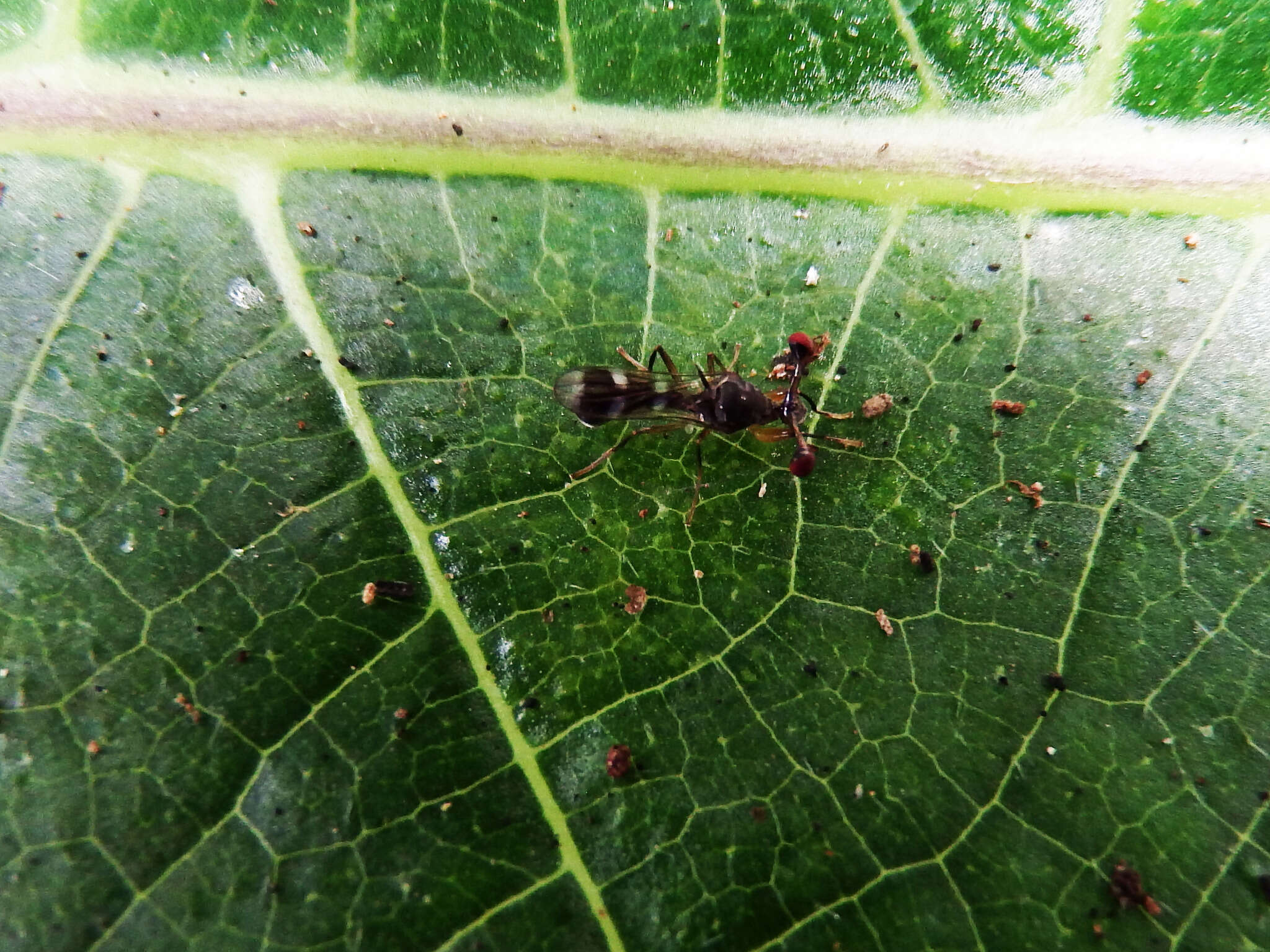 Teleopsis quadriguttata (Walker 1856)的圖片