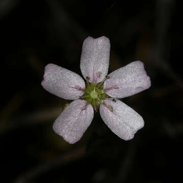 Image of Drosera mannii Cheek