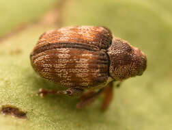 Coeliodes rana (Fabricius & J. C. 1787) resmi