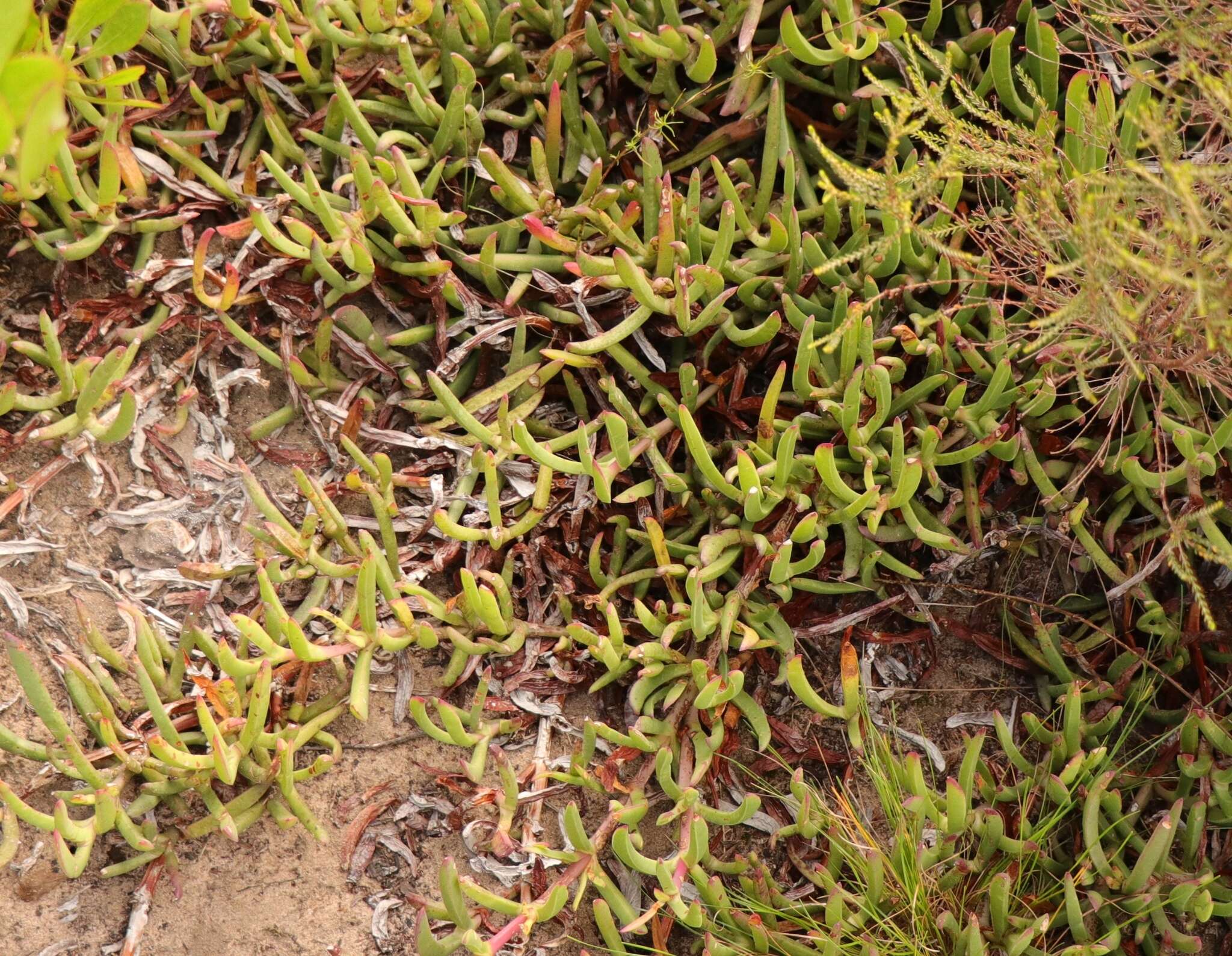 Plancia ëd Carpobrotus muirii (L. Bol.) L. Bol.