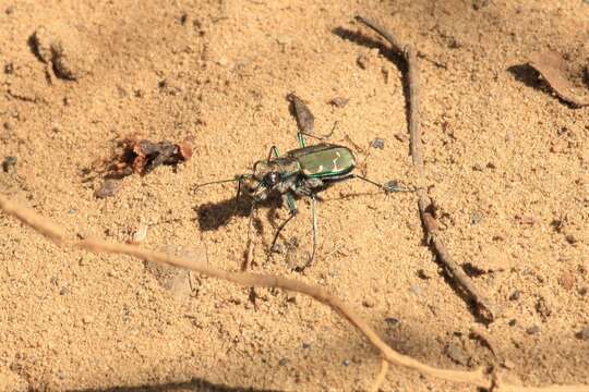 Image of Appalachian Tiger Beetle