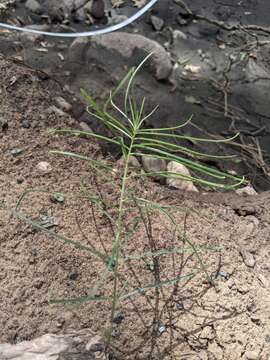 Image de Asclepias rusbyi (Vail) R. E. Woodson