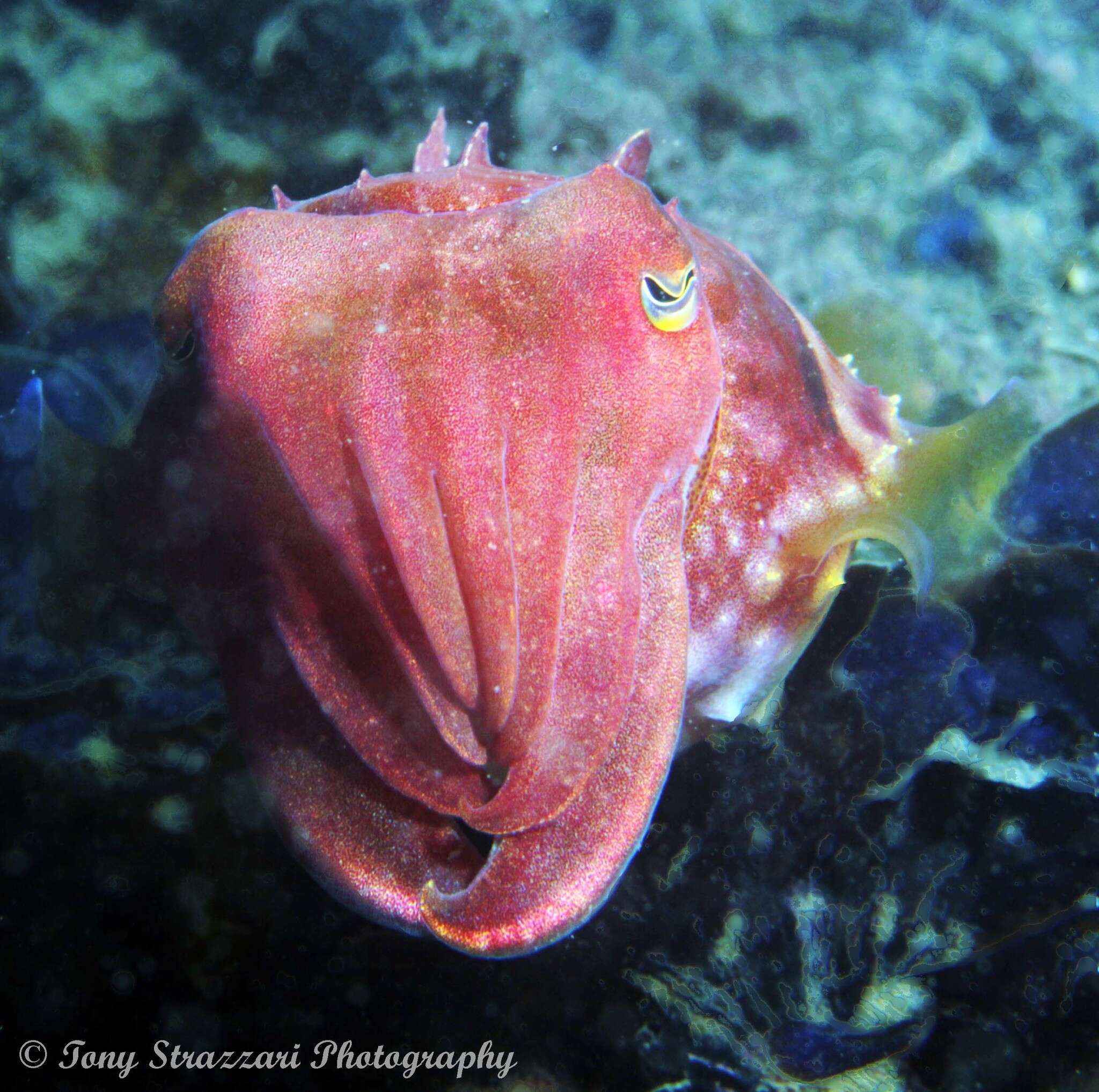 Image of Reaper cuttlefish