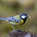 Plancia ëd Parus monticolus yunnanensis La Touche 1922