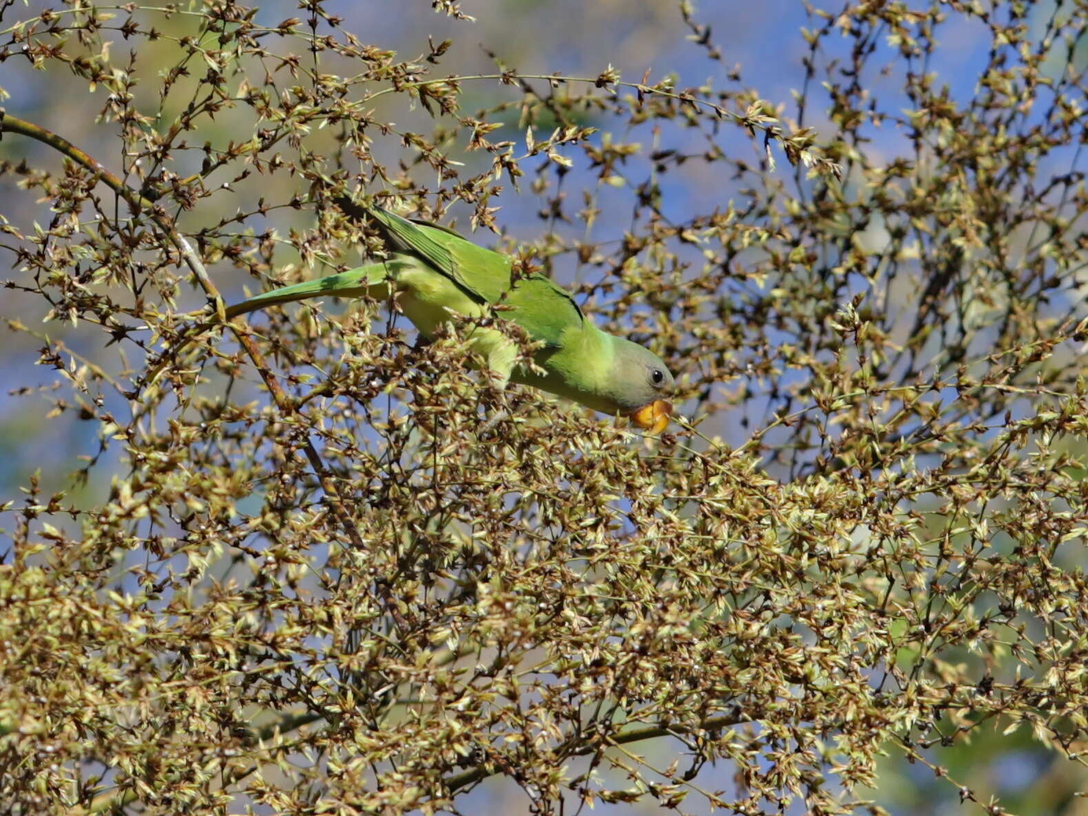 Image of Grey-headed Parakeet