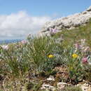 Image of Convolvulus calvertii Boiss.