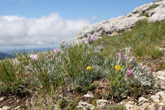 Image de Convolvulus calvertii Boiss.