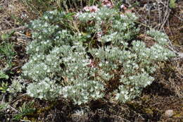 Image of Minuartia glomerata (M. Bieb.) Degen