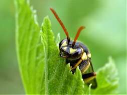 Image of Nomada succincta Panzer 1798