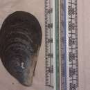 Image of Australian mussel