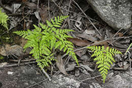 Image de Davallia denticulata (Burm. fil.) Mett. ex Kuhn