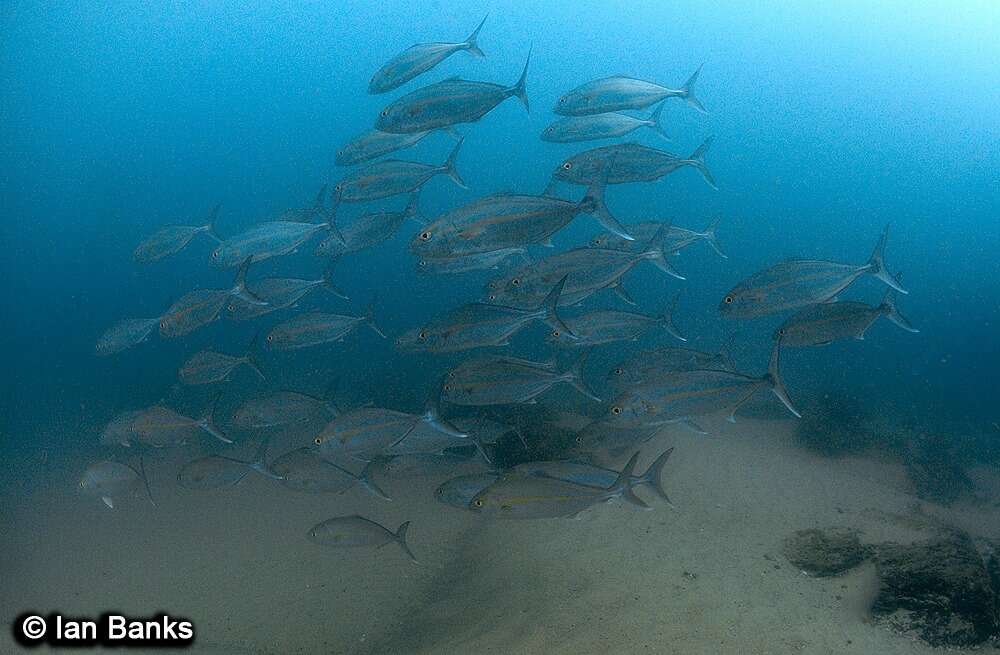 Image of Allied Kingfish