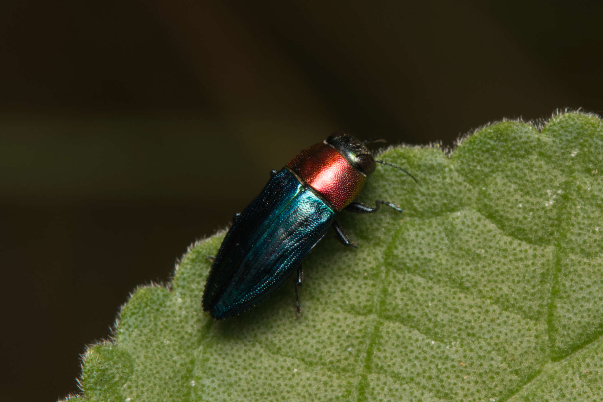 Image of Melobasis cyaneipennis Boheman 1858