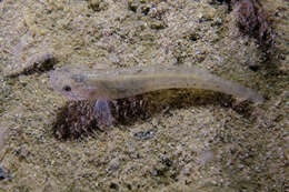 Image of Flat-backed goby