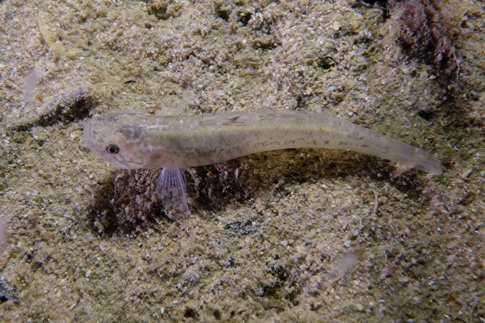 Image of Flat-backed goby