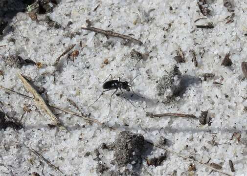 Image of Cicindela (Cicindelidia) highlandensis Choate 1984