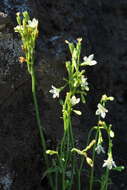 Image of Wahlenbergia lobelioides (L. fil.) Link