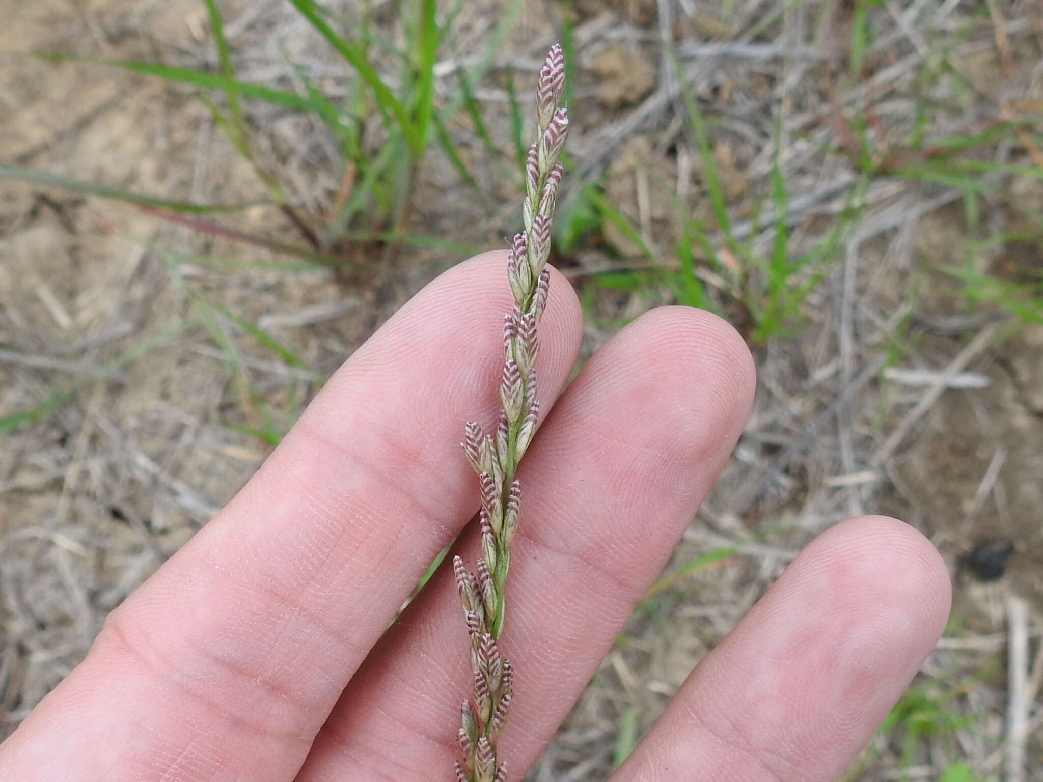 Image of White Fluff Grass