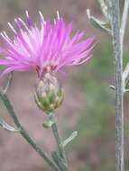 Слика од Centaurea odessana Prodan