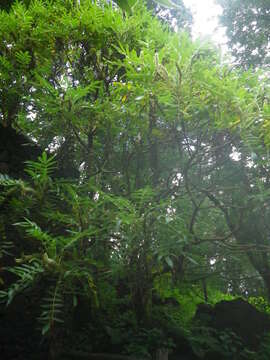 Image of Bencomia sphaerocarpa Svent.