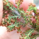 Image of Erica leucopelta Tausch