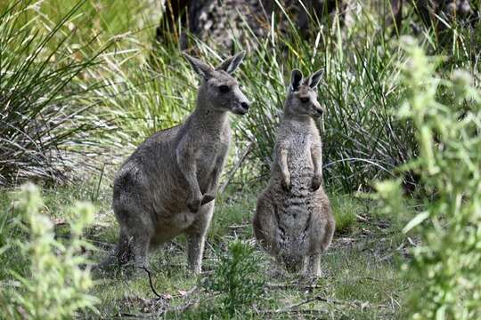 Image of Tasmanian forester kangaroo