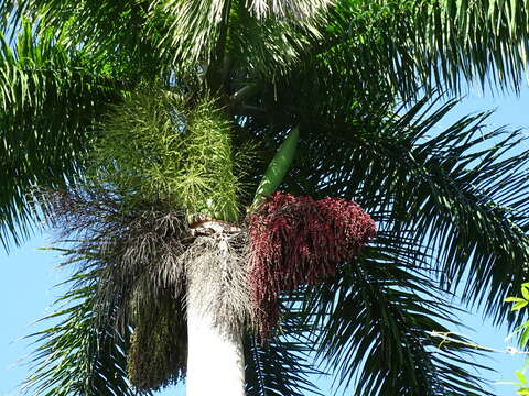 Image of Cuban Royal Palm